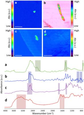 Microplastic Monitoring at Different Stages in a Wastewater Treatment Plant Using Reflectance Micro-FTIR Imaging